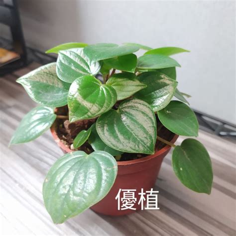 心願椒草花語|【心願椒草花語】見證心願開花結果：白脈椒草的花語，也能培養。